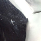 2021 Gibson Les Paul Studio - Smokehouse Burst | Tonebay